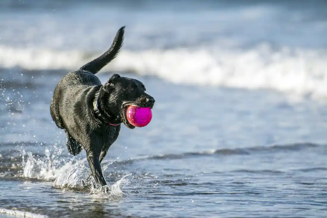 Dog playing with a ball in the sea