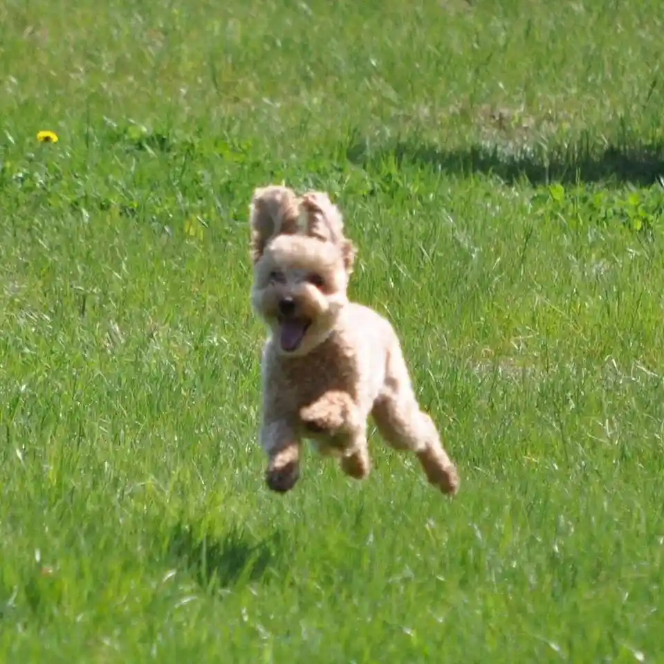 Dog running in a field