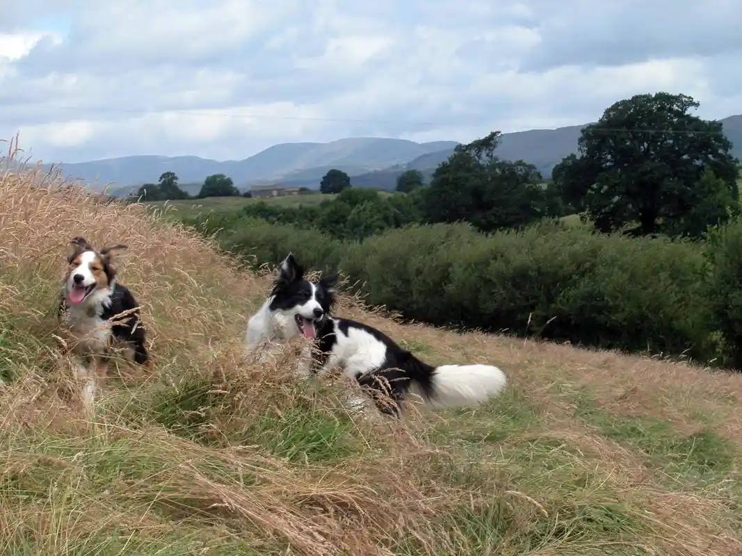 Dogs playing on hillside