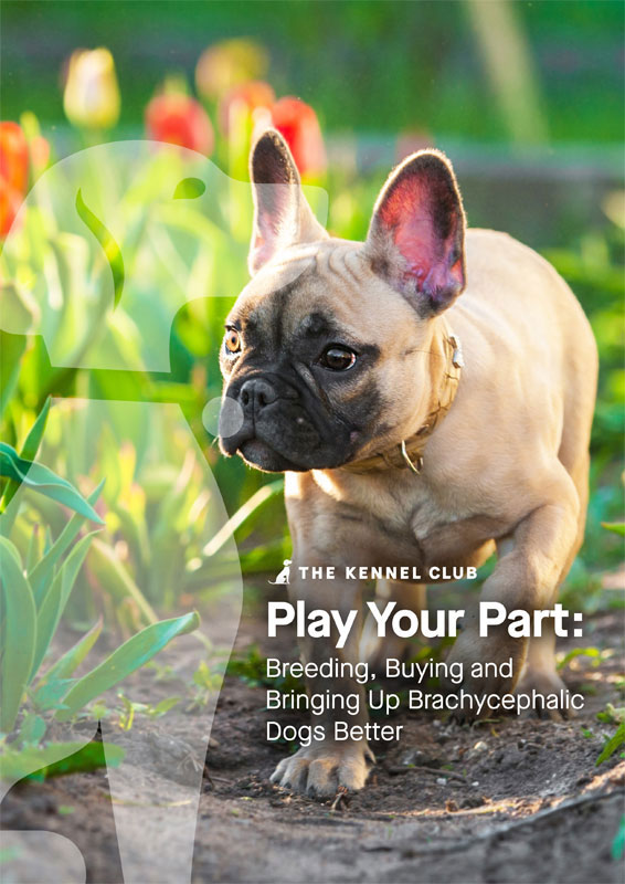 Play Your Part: Breeding, Buying and Bringing Up Brachycephalic Dogs Better - The Kennel Club